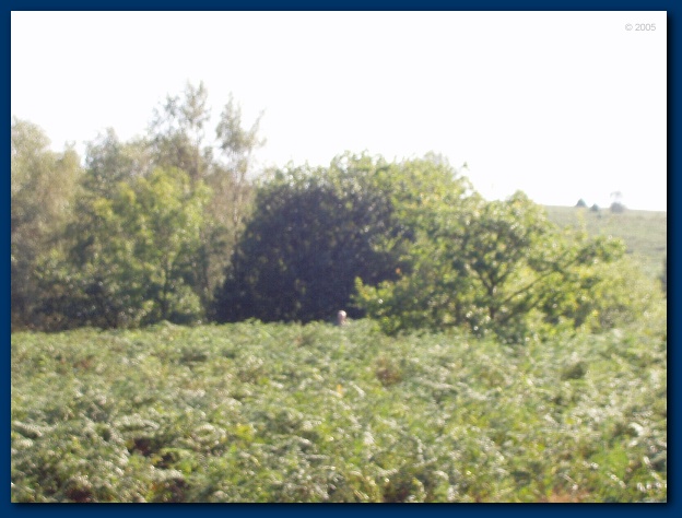 600x449 pixels (109K)